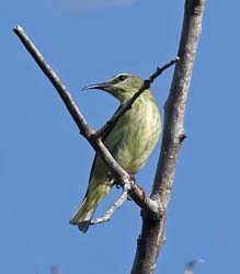 Red-legged Honeycreeper Photo