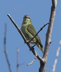 Red-legged Honeycreeper Photo