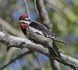 Red-naped Sapsucker Photo