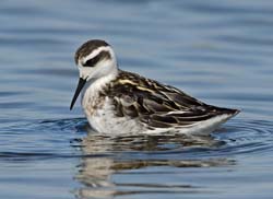 Red-necked Phalarope Photo