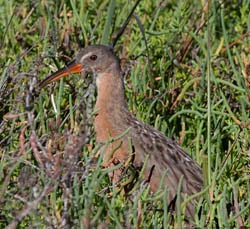 Ridgeway's Rail Photo