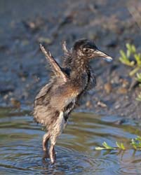 Ridgeway's Rail Photo
