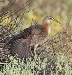 Ridgeway's Rail Photo