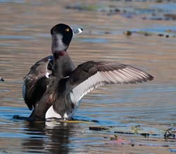 Ring-necked Duck Photo