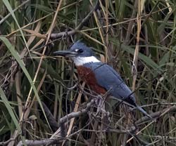 Ringed Kingfisher