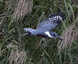 Ringed Kingfisher