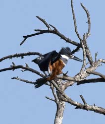 Ringed Kingfisher