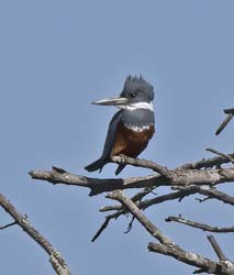 Ringed Kingfisher