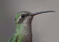 Rivoli's Hummingbird Photo
