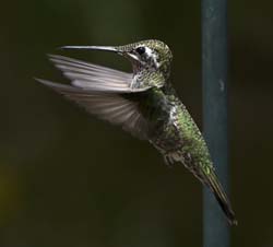 Rivoli's Hummingbird Photo