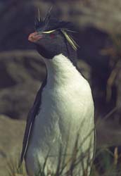 Rockhopper Penguin Photo