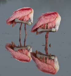 Roseate Spoonbill Photo