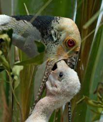 Roseate Spoonbill Photo
