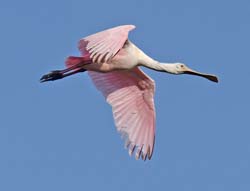 Roseate Spoonbill Photo
