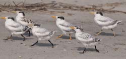 Royal Tern Photo