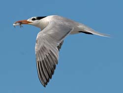 Royal Tern Photo