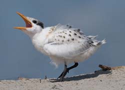 Royal Tern Photo