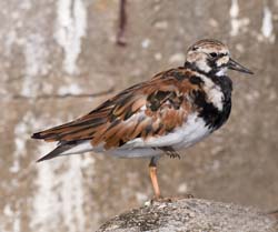 Ruddy Turnstone Photo