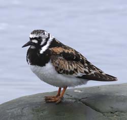 Ruddy Turnstone