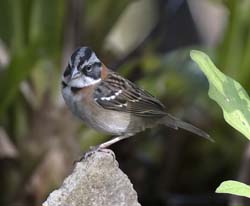 Rufous-collared Sparrow