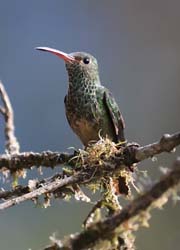 Rufous-tailed Hummingbird