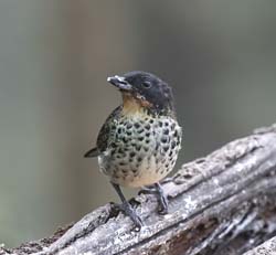 Rufous-throated Tanager