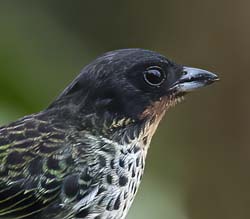Rufous-throated Tanager