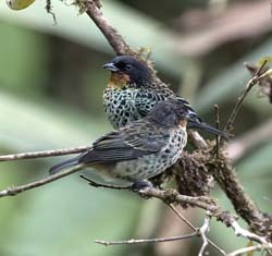 Rufous-throated Tanager
