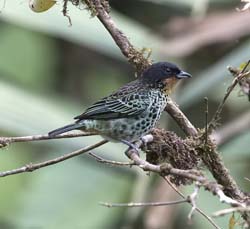 Rufous-throated Tanager