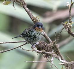 Rufous-throated Tanager