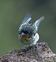 Rufous-throated Tanager