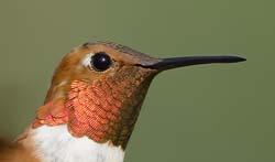 Rufous Hummingbird Photo