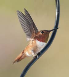 Rufous Hummingbird Photo