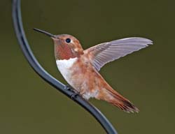 Rufous Hummingbird Photo