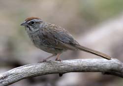 Rufous-crowned Sparrow Photo