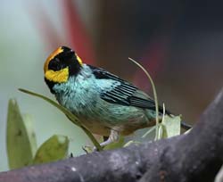 Saffron-crowned Tanager Photo