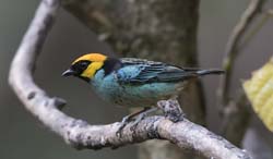Saffron-crowned Tanager Photo