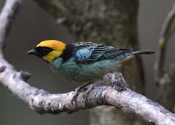 Saffron-crowned Tanager Photo