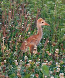 Sandhill Crane Photo
