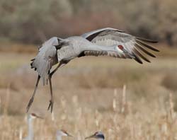 Sandhill Crane Photo