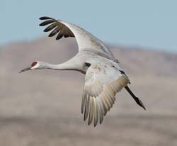 Sandhill Crane Photo