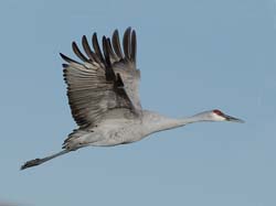 Sandhill Crane Photo
