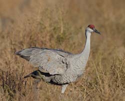 Sandhill Crane Photo
