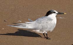 Sandwich Tern Photo