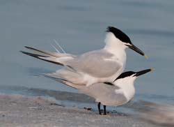 Sandwich Tern Photo