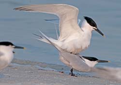 Sandwich Tern Photo