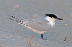 Sandwich Tern Photo