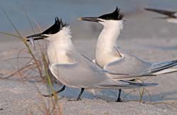 Sandwich Tern Photo