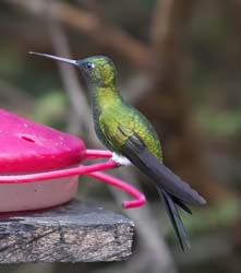Sapphire-vented Puffleg