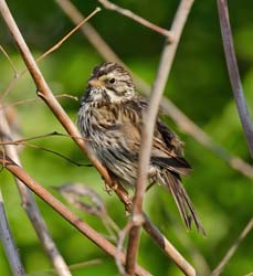 Savannah Sparrow Photo